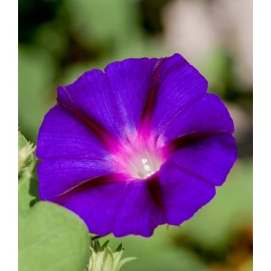 IPOMOEA MORNING GLORY SEEDS - GRANPA OTT CLIMBER - PURPLE FLOWERS - 50 SEEDS