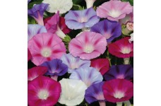 IPOMOEA PURPUREA LAZY LUXE MIXED SEEDS - MORNING GLORY CLIMBER - 50 SEEDS IPOMOEA PURPUREA LAZY LUXE MIXED SEEDS - MORNING GLORY CLIMBER - 50 SEEDS