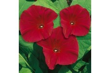 IPOMOEA MORNING GLORY SEEDS - SCARLET O'HARA DARK RED - CLIMBER - 50 SEEDS IPOMOEA MORNING GLORY SEEDS - SCARLET O'HARA DARK RED - CLIMBER - 50 SEEDS