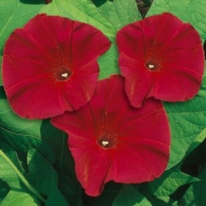 IPOMOEA MORNING GLORY SEEDS - SCARLET O'HARA DARK RED - CLIMBER - 50 SEEDS
