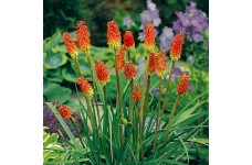 KNIPHOFIA UVARIA SEEDS - RED HOT POKER - 50 SEEDS KNIPHOFIA UVARIA SEEDS - RED HOT POKER - 50 SEEDS