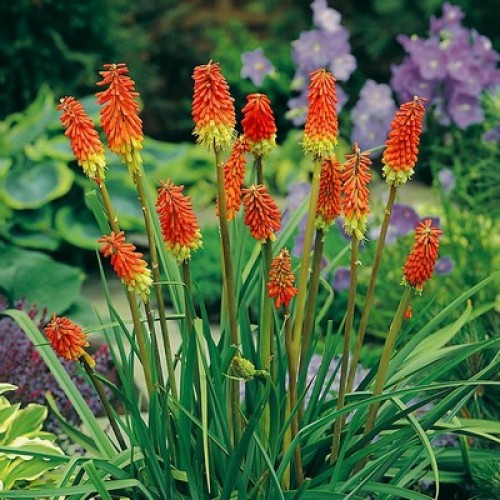 KNIPHOFIA UVARIA SEEDS - RED HOT POKER - 200 SEEDS