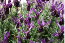 LAVENDER - LAVANDULA STOECHAS - FRENCH LAVENDER - 50 SEEDS LAVENDER - LAVANDULA STOECHAS - FRENCH LAVENDER - 50 SEEDS