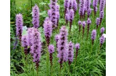 LIATRIS SPICATA BLUE / PURPLE SEEDS - DENSE BLAZING STAR - BUTTON SNAKEWORT - 100 SEEDS LIATRIS SPICATA BLUE / PURPLE SEEDS - DENSE BLAZING STAR - BUTTON SNAKEWORT - 100 SEEDS