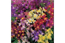 LINARIA MAROCCANA FAIRY BOUQUET MIX - TOADFLAX - 1000 SEEDS LINARIA MAROCCANA FAIRY BOUQUET MIX - TOADFLAX - 1000 SEEDS