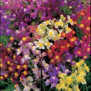 LINARIA MAROCCANA FAIRY BOUQUET MIX - TOADFLAX - 1000 SEEDS