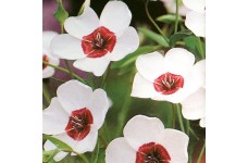 LINUM GRANDIFLORUM BRIGHT EYES SEEDS - WHITE FLOWERS WITH DARK RED CENTRE - 100 SEEDS LINUM GRANDIFLORUM BRIGHT EYES SEEDS - WHITE FLOWERS WITH DARK RED CENTRE - 100 SEEDS