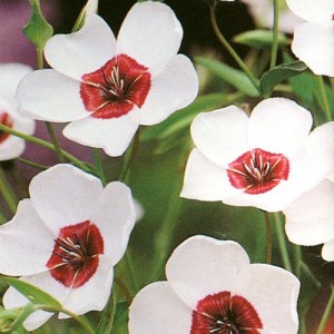 LINUM GRANDIFLORUM BRIGHT EYES SEEDS - WHITE FLOWERS WITH DARK RED CENTRE - 100 SEEDS