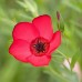 LINUM GRANDIFLORUM RUBRUM - SCARLET RED FLAX - 100 SEEDS