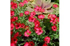LINUM GRANDIFLORUM RUBRUM - SCARLET RED FLAX - 100 SEEDS LINUM GRANDIFLORUM RUBRUM - SCARLET RED FLAX - 100 SEEDS