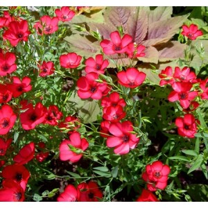 LINUM GRANDIFLORUM RUBRUM - SCARLET RED FLAX - 100 SEEDS