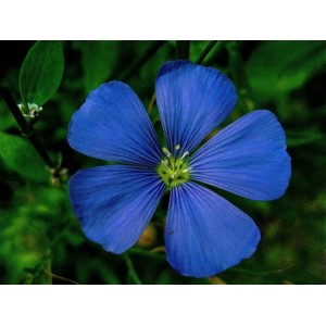 LINUM PERENNE - BLUE FLAX PERENNIAL SEEDS - 100 SEEDS