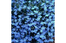 LOBELIA CAMBRIDGE BLUE SEEDS - BLUE COLOUR FLOWERS - COMPACT PLANT - 500 SEEDS LOBELIA CAMBRIDGE BLUE SEEDS - BLUE COLOUR FLOWERS - COMPACT PLANT - 500 SEEDS