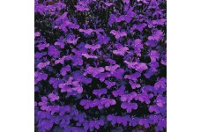LOBELIA ERINUS CRYSTAL PALACE SEEDS - VIVID BLUE FLOWERS - COMPACT PLANT - 500 SEEDS LOBELIA ERINUS CRYSTAL PALACE SEEDS - VIVID BLUE FLOWERS - COMPACT PLANT - 500 SEEDS