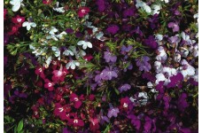 LOBELIA ERINUS PENDULA FOUNTAIN MIX - TRAILING - 500 SEEDS  LOBELIA ERINUS PENDULA FOUNTAIN MIX - TRAILING - 500 SEEDS