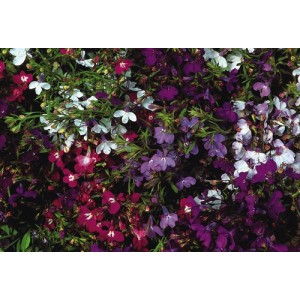 LOBELIA ERINUS PENDULA FOUNTAIN MIX - TRAILING - 500 SEEDS  LOBELIA ERINUS PENDULA FOUNTAIN MIX - TRAILING - 500 SEEDS