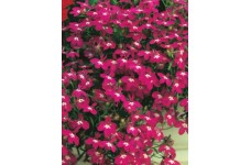 LOBELIA ERINUS ROSAMOND SEEDS - RED FLOWERS WITH WHITE EYES - COMPACT PLANT - 500 SEEDS LOBELIA ERINUS ROSAMOND SEEDS - RED FLOWERS WITH WHITE EYES - COMPACT PLANT - 500 SEEDS