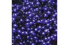 LOBELIA ERINUS TRAILING SAPPHIRE SEEDS - DEEP BLUE FLOWERS WITH WHITE EYES - 500 SEEDS LOBELIA ERINUS TRAILING SAPPHIRE SEEDS - DEEP BLUE FLOWERS WITH WHITE EYES - 500 SEEDS