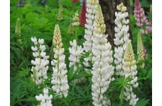 LUPINUS RUSSEL - NOBLE MAIDEN SEEDS - LUPIN / LUPINE SEEDS - 50 SEEDS LUPINUS RUSSEL - NOBLE MAIDEN SEEDS - LUPIN / LUPINE SEEDS - 50 SEEDS