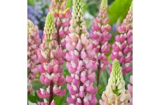 LUPIN LUPINE LUPINUS THE CHATELAINE SEEDS - PINK & WHITE FLOWERS - 50 SEEDS LUPIN LUPINE LUPINUS THE CHATELAINE SEEDS - PINK & WHITE FLOWERS - 50 SEEDS
