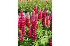 LUPIN LUPINE LUPINUS MY CASTLE SEEDS - SHADES OF RED & ROSE - 50 SEEDS LUPIN LUPINE LUPINUS MY CASTLE SEEDS - SHADES OF RED & ROSE - 50 SEEDS