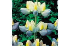 LUPIN LUPINE LUPINUS CRUICKSHANKII SUNRISE SEEDS - AZURE BLUE, YELLOW & WHITE - 10 SEEDS LUPIN LUPINE LUPINUS CRUICKSHANKII SUNRISE SEEDS - AZURE BLUE, YELLOW & WHITE - 10 SEEDS