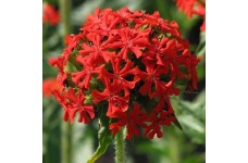 LYCHNIS CHALCEDONICA SCARLET SEEDS - MALTESE CROSS SEEDS - 250 SEEDS LYCHNIS CHALCEDONICA SCARLET SEEDS - MALTESE CROSS SEEDS - 250 SEEDS