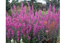 LYTHRUM ROSY GEM SEEDS - PURPLE LOOSESTRIFE - 500 SEEDS LYTHRUM ROSY GEM SEEDS - PURPLE LOOSESTRIFE - 500 SEEDS