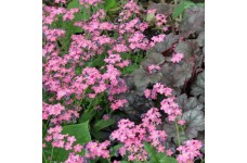 MYOSOTIS ALPESTRIS ROSE SEEDS - PINK FORGET ME NOT  - 200 SEEDS MYOSOTIS ALPESTRIS ROSE SEEDS - PINK FORGET ME NOT  - 200 SEEDS