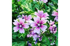 MALVA SYLVESTRIS ZEBRINA SEEDS  - 50 SEEDS MALVA SYLVESTRIS ZEBRINA SEEDS  - 50 SEEDS