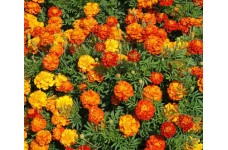 MARIGOLD FRENCH SPARKY MIX SEEDS - YELLOW & ORANGE TAGETES PATULA - 100 SEEDS MARIGOLD FRENCH SPARKY MIX SEEDS - YELLOW & ORANGE TAGETES PATULA - 100 SEEDS