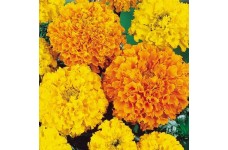 MARIGOLD AFRICAN HEIRLOOM CRACKERJACK SEEDS - YELLOW & ORANGE DOUBLE FLOWERS - 100 SEEDS MARIGOLD AFRICAN HEIRLOOM CRACKERJACK SEEDS - YELLOW & ORANGE DOUBLE FLOWERS - 100 SEEDS