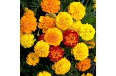 MARIGOLD DWARF FRENCH - PETITE MIXTURE SEEDS - YELLOW & ORANGE - 100 SEEDS MARIGOLD DWARF FRENCH - PETITE MIXTURE SEEDS - YELLOW & ORANGE - 100 SEEDS