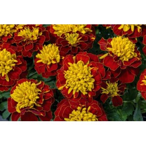 MARIGOLD TAGETES DWARF FRENCH BOY SPRY SEEDS - 100 SEEDS