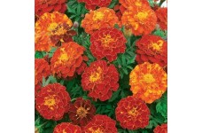 MARIGOLD TAGETES PATULA FRENCH DOUBLE BROCADE RED SEEDS - 100 SEEDS MARIGOLD TAGETES PATULA FRENCH DOUBLE BROCADE RED SEEDS - 100 SEEDS