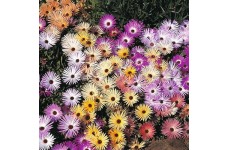 MESEMBRYANTHEMUM MAGIC CARPET MIX SEEDS - MIXED COLOURS - 500 SEEDS MESEMBRYANTHEMUM MAGIC CARPET MIX SEEDS - MIXED COLOURS - 500 SEEDS