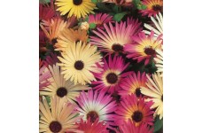 MESEMBRYANTHEMUM PASTEL MIX SEEDS - MIXED COLOUR FLOWERS - 500 SEEDS MESEMBRYANTHEMUM PASTEL MIX SEEDS - MIXED COLOUR FLOWERS - 500 SEEDS