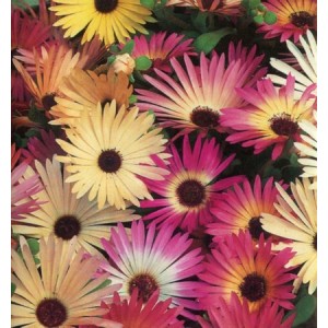 MESEMBRYANTHEMUM PASTEL MIX SEEDS - MIXED COLOUR FLOWERS - 500 SEEDS