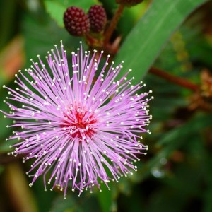 MIMOSA PUDICA SEEDS (SHY PLANT / SENSITIVE PLANT SEEDS) - 100 SEEDS MIMOSA PUDICA SEEDS (SHY PLANT / SENSITIVE PLANT SEEDS) - 100 SEEDS