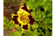 MIMULUS TIGRINUS - TIGER MONKEY - MONKEY FLOWER - 500 SEEDS MIMULUS TIGRINUS - TIGER MONKEY - MONKEY FLOWER - 500 SEEDS