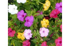 MIRABILIS MARVEL OF PERU - FOUR O'CLOCK MIX - MIXED COLOUR - 25 SEEDS MIRABILIS MARVEL OF PERU - FOUR O'CLOCK MIX - MIXED COLOUR - 25 SEEDS