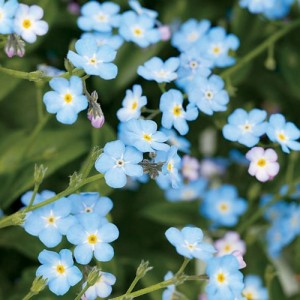 MYOSOTIS ALPESTRIS BLUE SEEDS - FIELD / WOOD FORGET ME NOT BLUE SEEDS - 350 SEEDS