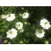 NIGELLA LOVE IN A MIST WHITE SEEDS - MISS JEKYLL WHITE - 150 SEEDS
