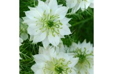 NIGELLA LOVE IN A MIST WHITE SEEDS - MISS JEKYLL WHITE - 150 SEEDS NIGELLA LOVE IN A MIST WHITE SEEDS - MISS JEKYLL WHITE - 150 SEEDS