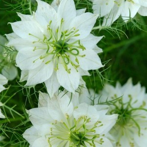 NIGELLA LOVE IN A MIST WHITE SEEDS - MISS JEKYLL WHITE - 150 SEEDS