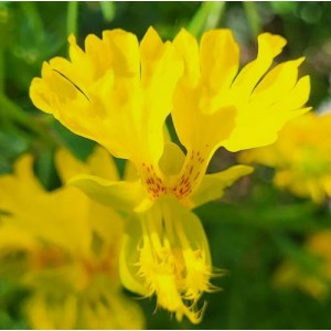 NASTURTIUM TROPAEOLUM PEREGRINUM CANARY CREEPER CLIMBER SEEDS - 20 SEEDS NASTURTIUM TROPAEOLUM PEREGRINUM CANARY CREEPER CLIMBER SEEDS - 20 SEEDS