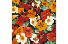 NASTURTIUM CLIMBING JEWEL OF AFRICA - TROPAEOLUM MAJUS - 40 SEEDS NASTURTIUM CLIMBING JEWEL OF AFRICA - TROPAEOLUM MAJUS - 40 SEEDS