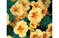 NASTURTIUM TROPAEOLUM MAJUS NANUM PEACH MELBA SEEDS - CREAMY YELLOW FLOWERS - 20 SEEDS NASTURTIUM TROPAEOLUM MAJUS NANUM PEACH MELBA SEEDS - CREAMY YELLOW FLOWERS - 20 SEEDS