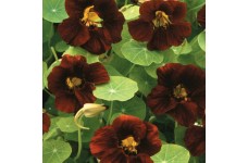 NASTURTIUM TROPAEOLUM BLACK VELVET SEEDS - RED BLACK FLOWERS - 20 SEEDS NASTURTIUM TROPAEOLUM BLACK VELVET SEEDS - RED BLACK FLOWERS - 20 SEEDS