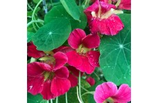 NASTURTIUM TROPAEOLUM NANUM JEWEL CHERRY ROSE SEEDS - ROSE COLOURED FLOWERS - 20 SEEDS NASTURTIUM TROPAEOLUM NANUM JEWEL CHERRY ROSE SEEDS - ROSE COLOURED FLOWERS - 20 SEEDS